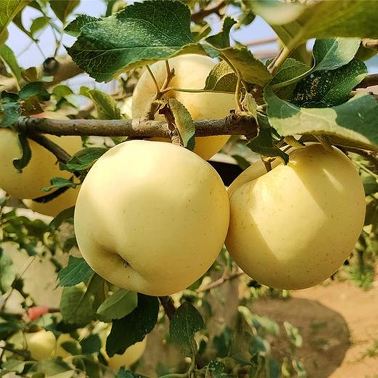 Свеже златне делишес јабуке