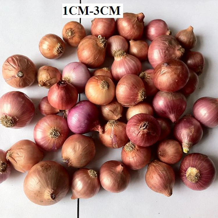 Изабрани свеж мали бисерни лук